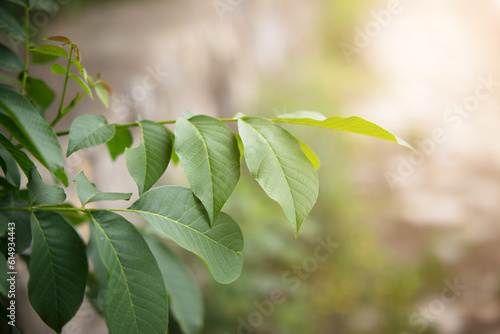 Close-up of Walnut Tree Leaves
