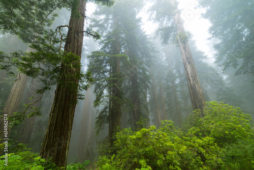 Redwoods In the Fog