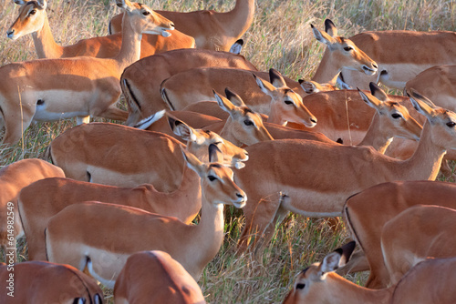 Herd of multiple female Impala (Aepyceros melampus) in the grasslands of Serengeti National Park. Tanzania.
