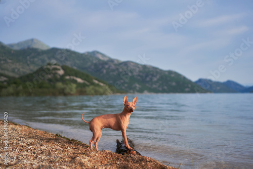 the dog stands on beach against the backdrop of the sea and mountains. American Hairless Terrier near the water. Travel with a pet