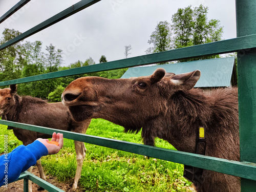A moose at the special moose farm in Kostroma region in forest in Russia. Yound elk in zoo with visitors