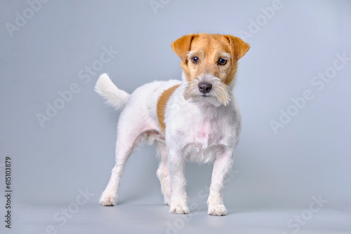 Jack Russell terrier dog after trimming and neat formation of the muzzle with a small beard close-up