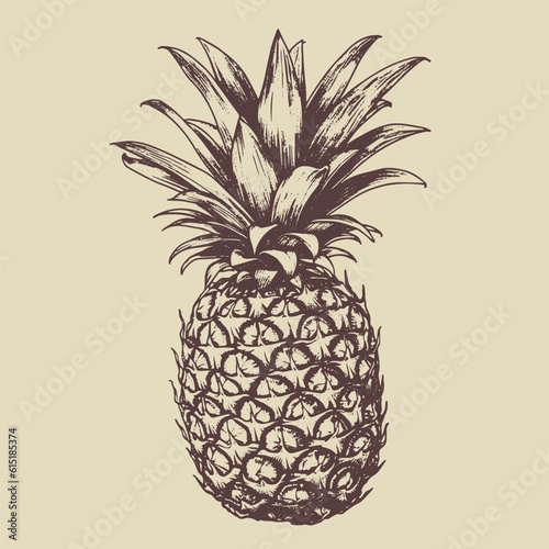 pineapple vector drawing. Isolated hand drawn, engraved style illustration