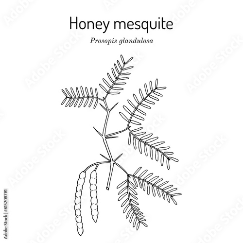 Honey mesquite (Prosopis glandulosa), edible and medicinal plant