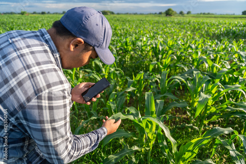 Close up of Agriculturist utilize the core data network in the Internet from the mobile to validate growing corn farming in field. test and select the new corn growth method.