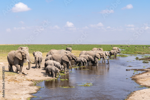 Herd of elephants at waterhole, Amboseli National Park, Kenya