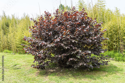 Sirius (Adler) Sochi.. Large bush of purple hazel in ornithological reserve. Close-up. Beautiful purple leaves on background of greenery of park. Concept of nature for design