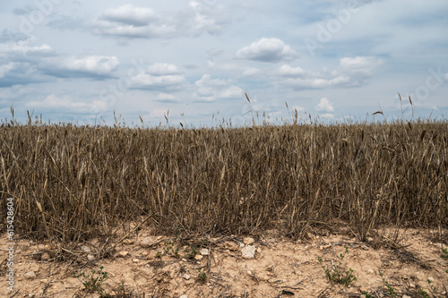 A dry wheat field affected by a drought