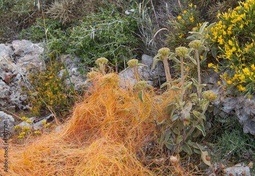 Common Dodder, a parasitic plant, scrambling over Jerusalem sage, a mass of purple to reddish thread-like stems