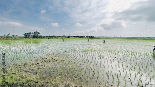 Campo ecuatoriano sembrando arroz
