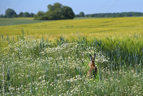 Wild hare (Lepus europaeus) sitting hidden between flowering chamomile at a field, listening with his long ears and looking in the wide agriculture landscape, copy space