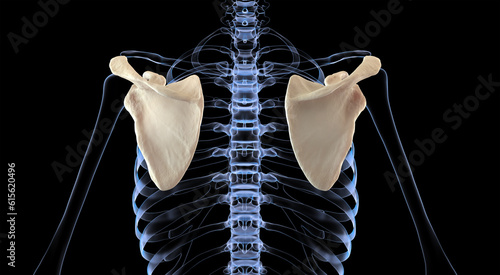 Posterior view on scapula on x-ray skeleton