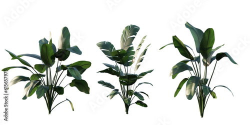 isolated strelitzia plant, best use for landscape design, best use for post production render.