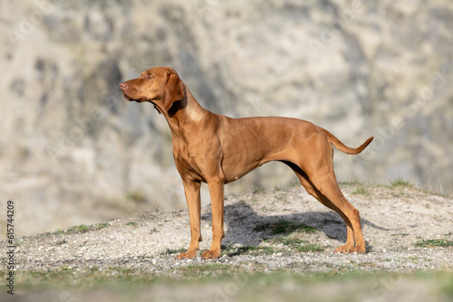 hungarian vizsla