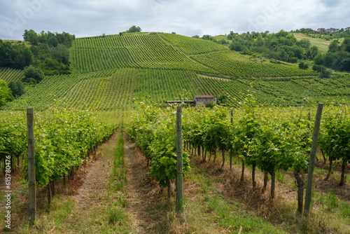 Hills of Oltrepo Pavese at June. Vineyards