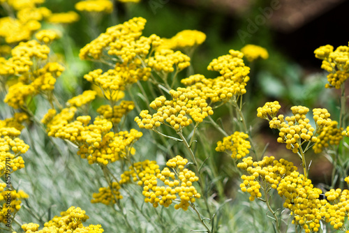 .Curry flowers growing in the garden in summer.