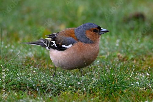 Common chaffinch // Buchfink (Fringilla coelebs) 