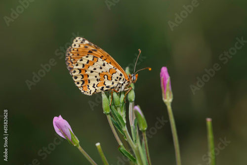 Spotted Fritillary perched on a flower