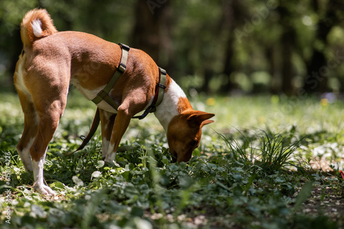 Red-haired African basenji dog sniffs the grass on a walk. 