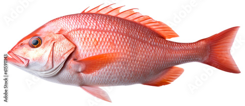 Red Snapper Fish. Isolated on Transparent Background