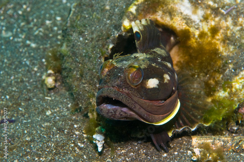 Sarcastic Fringehead (Neoclinus blanchardi) 10-240ft, 3-8 inches. Little Scorpion, Santa Cruz, Channel Islands, California