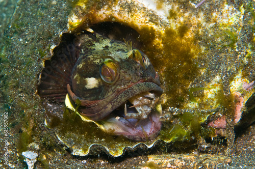 Sarcastic Fringehead (Neoclinus blanchardi) 10-240ft, 3-8 inches. Little Scorpion, Santa Cruz, Channel Islands, California