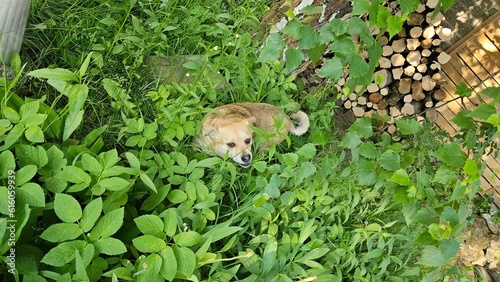Na pierwszym zdjęciu widzimy uroczego psa, który siedzi wśród bujnych, zielonych kwiatów i trawy. Jego futro harmonizuje z otaczającą go naturą, tworząc malowniczy kontrast.