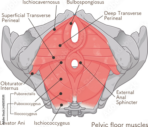 骨盤底筋群、pelvic floor muscles