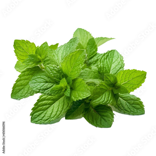 Mint Leaves Isolated