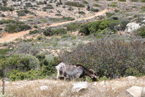 Chèvre dans la garrigue