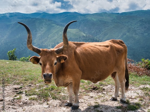 vache cachena