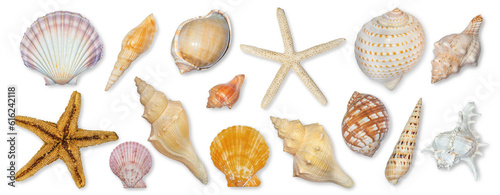 Panoramic view of starfish and seashells isolated on transparent background. Seashell for you design.