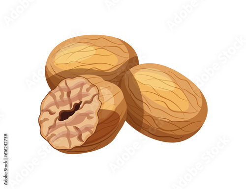 Delicious nutmegs isolated on white background. Vector illustration of a pile of whole and half nutmegs in cartoon style. Nutmeg icon. Aromatic spices.