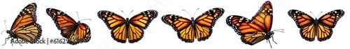 Monarch Butterfly PNG Beauty Unleashed: Stunning Cut-Out PNG Butterflies with Transparent and White Backgrounds for Art and Design. Illustrations.
