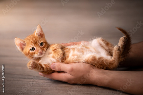 Rudy kociak leży na ludzkich dłoniach