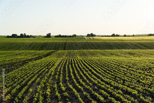 Rows of soy seedlings field. Young Soy Plants