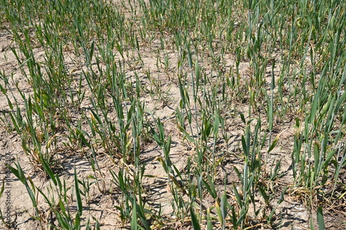 Kümmerliche Weizenhalme auf einem trockenem Feld im Juni