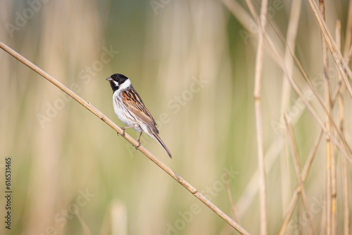 Common reed bunting, Emberiza schoeniclus. A bird sitting in the reeds