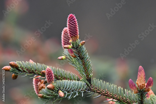 Sitka spruce (Picea sitchensis) cones and foliage near Seward, Alaska. 