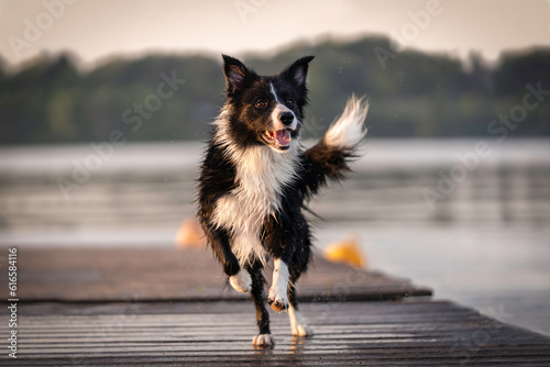 border collie biegnący po drewnianym pomoście