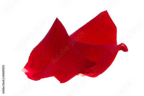 petals red rose isolated