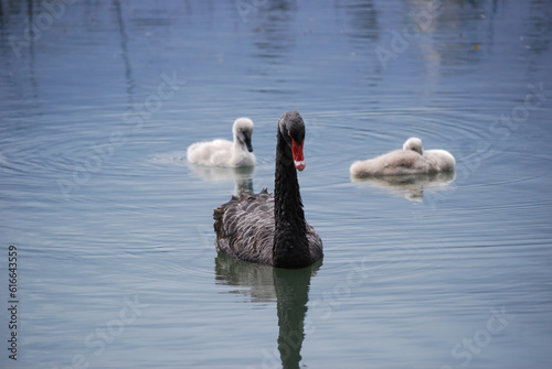 Swans of Albert Park, Melbourne22 / 5 000 Wyniki tłumaczenia TłumaczenieSwans of Albert Park, Melbourne