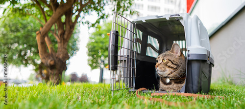 Calm confident gray tabby cat lies in a carrier on green grass outdoors. 