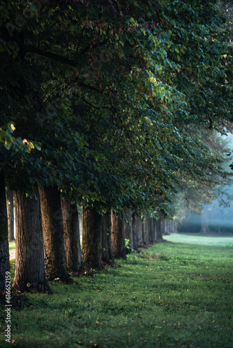 A foggy tree alley during an autumnal morning in the Monza Park, Northern Italy