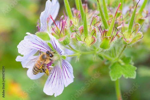 Bee - Apis mellifera - pollinates a blossom of the Geranium renardii