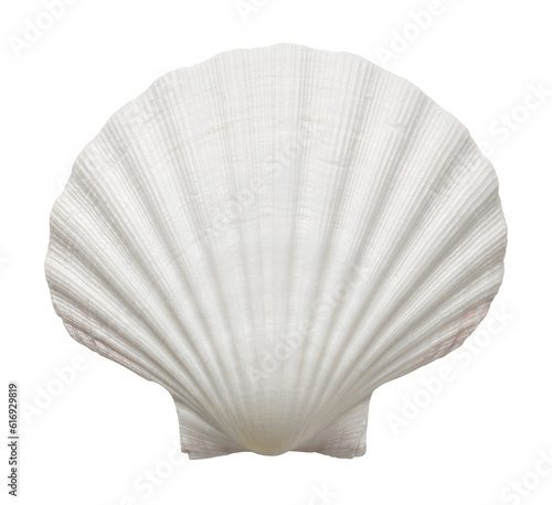 Close up of ocean shell, png, cut out, without background