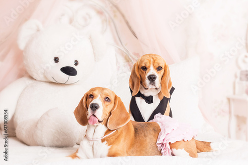 Adorable beagle dog at home - a humorous and endearing stock photo capturing the cuteness of this canine companion. The dressed-up dog adds a touch of whimsy and playfulness to the scene, creating a d