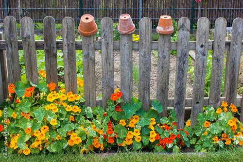 nasturtium flowers in the garden