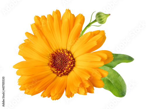 Calendula officinalis flower isolated on white or transparent background. Marigold medicinal plant, healing herb. One single calendula flower.