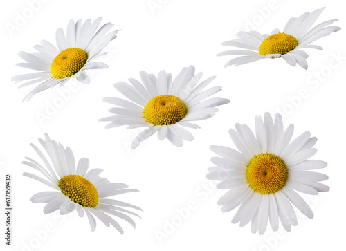 Set of Chamomile flower head isolated on transparent background. Daisy flower, medical plant. Chamomile flower as an element for your design.